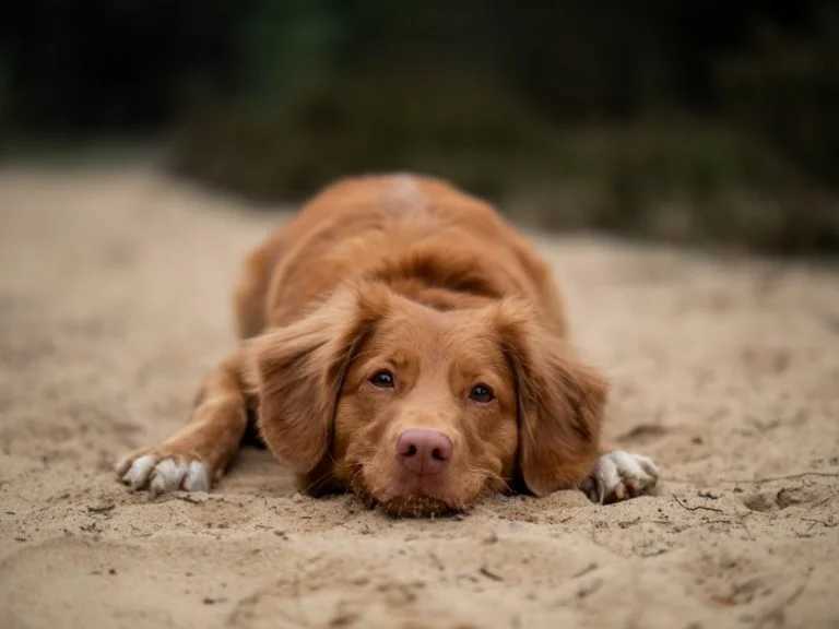 dog-on-beach-768x576