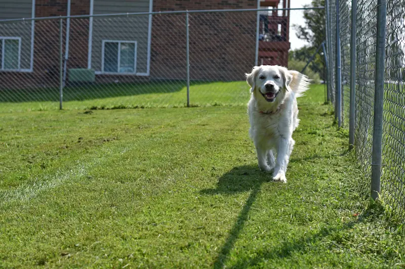 Dog Park