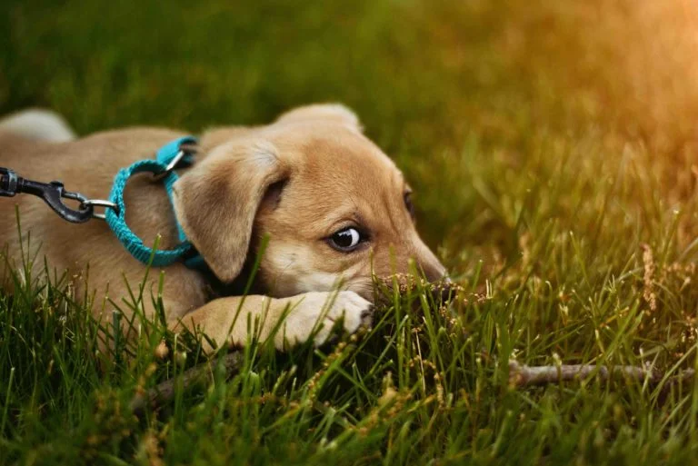 dog-cute-768x513