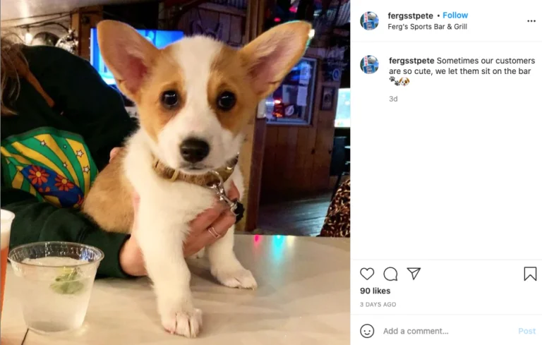 Fergs Dog 