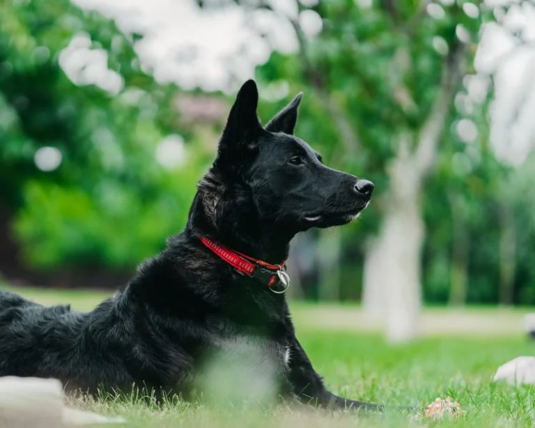 dog-in-park-768x614