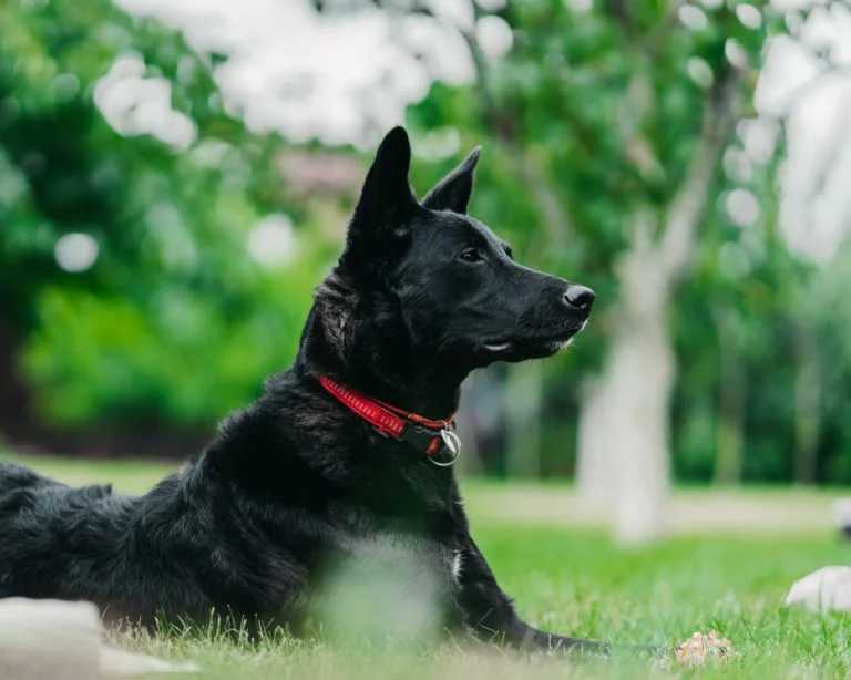 dog-in-park-768x614