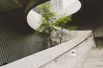 Tree growing by a staircase.