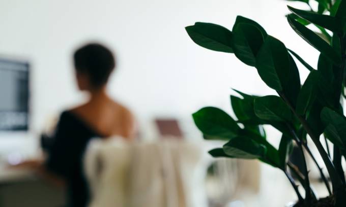 A freelancer searching about expected salary with a desktop and a plant behind.