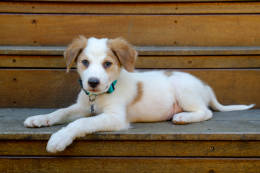 how often should you walk your small greek domestic dog puppy