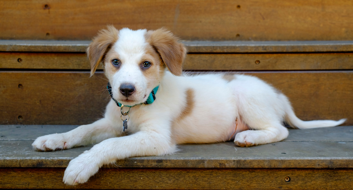 quanto costa mantenere un cane ecco una guida pratica n26