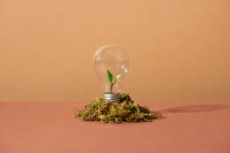 light bulb with plant leaves inside and planted on soil.