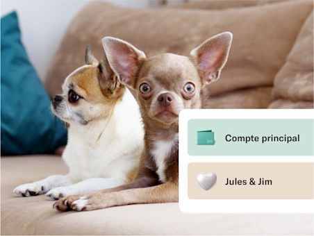 Icônes d'espaces avec un arrière-plan de deux chiens allongés sur un canapé.