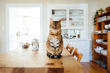 Un gatto seduto su un tavolo.