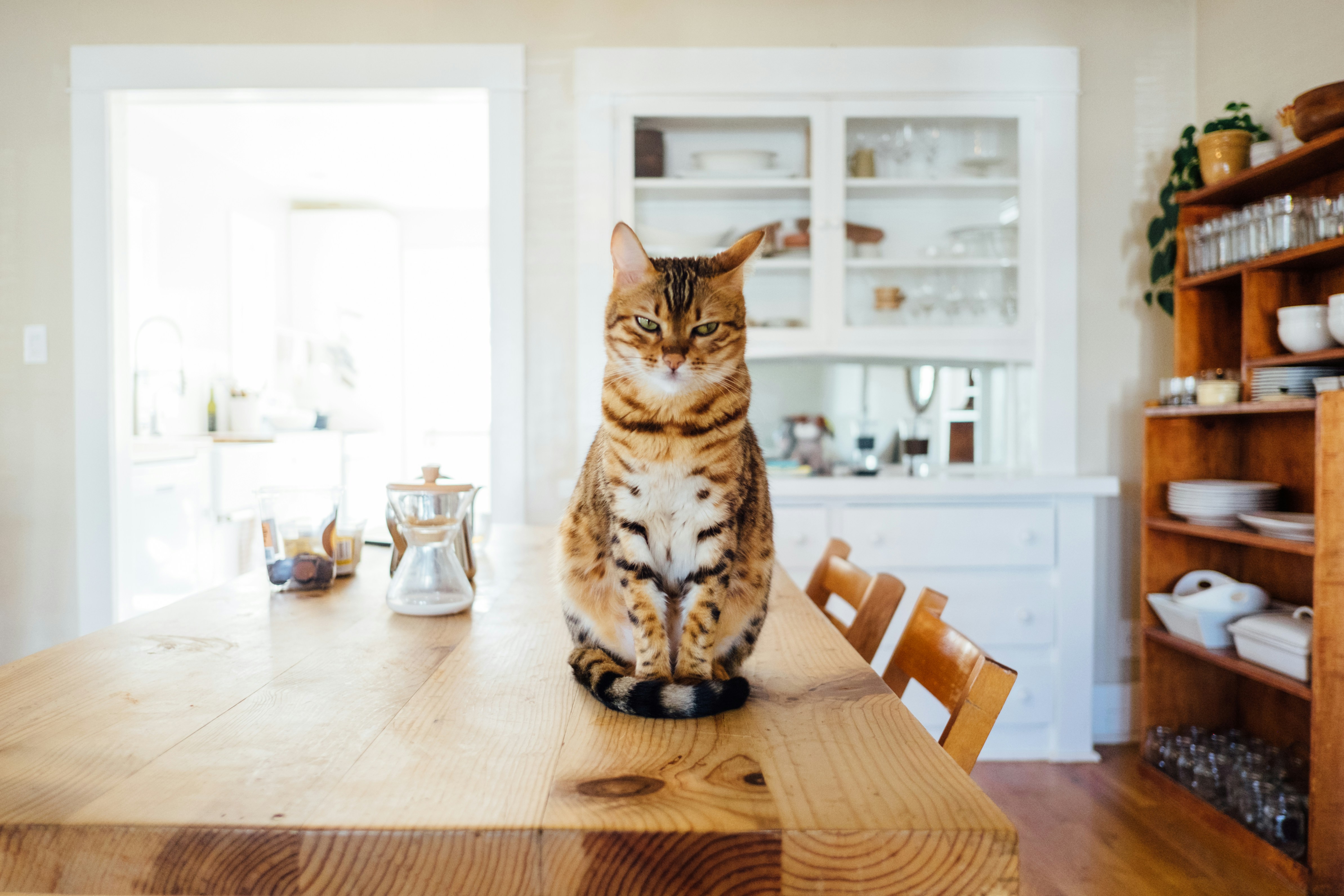 Un gato sentado en una mesa.