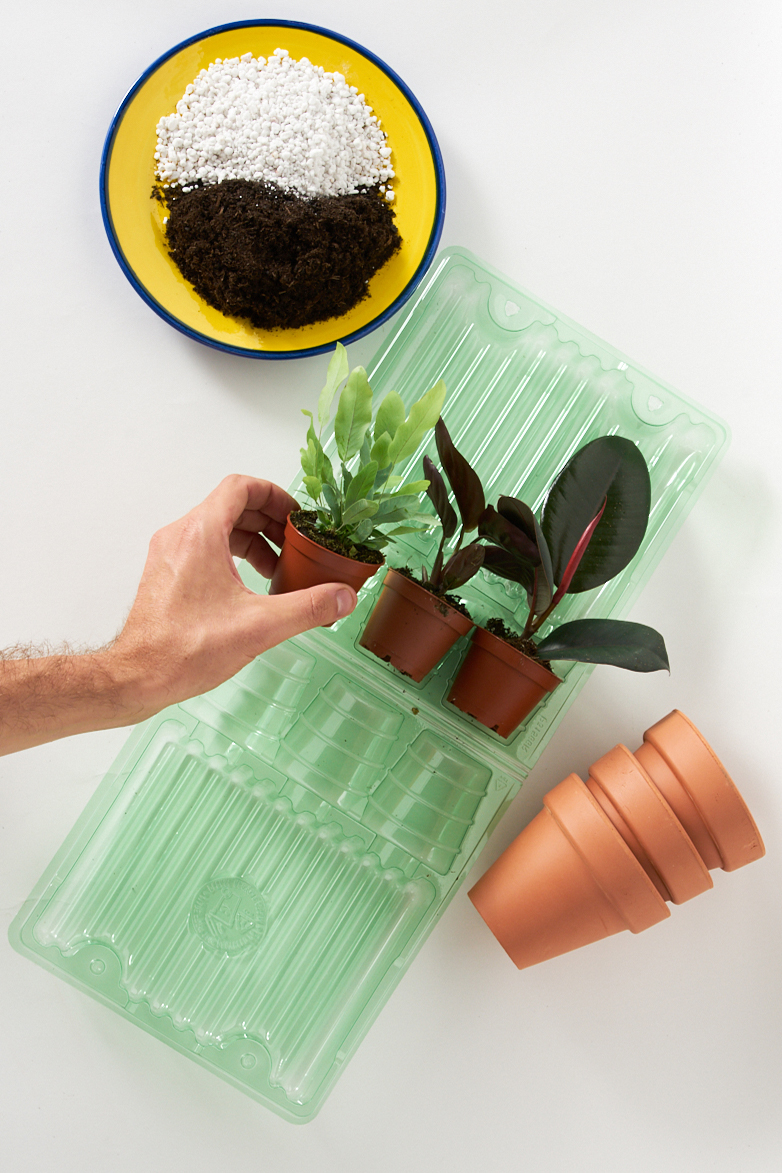 Three plants and pots.