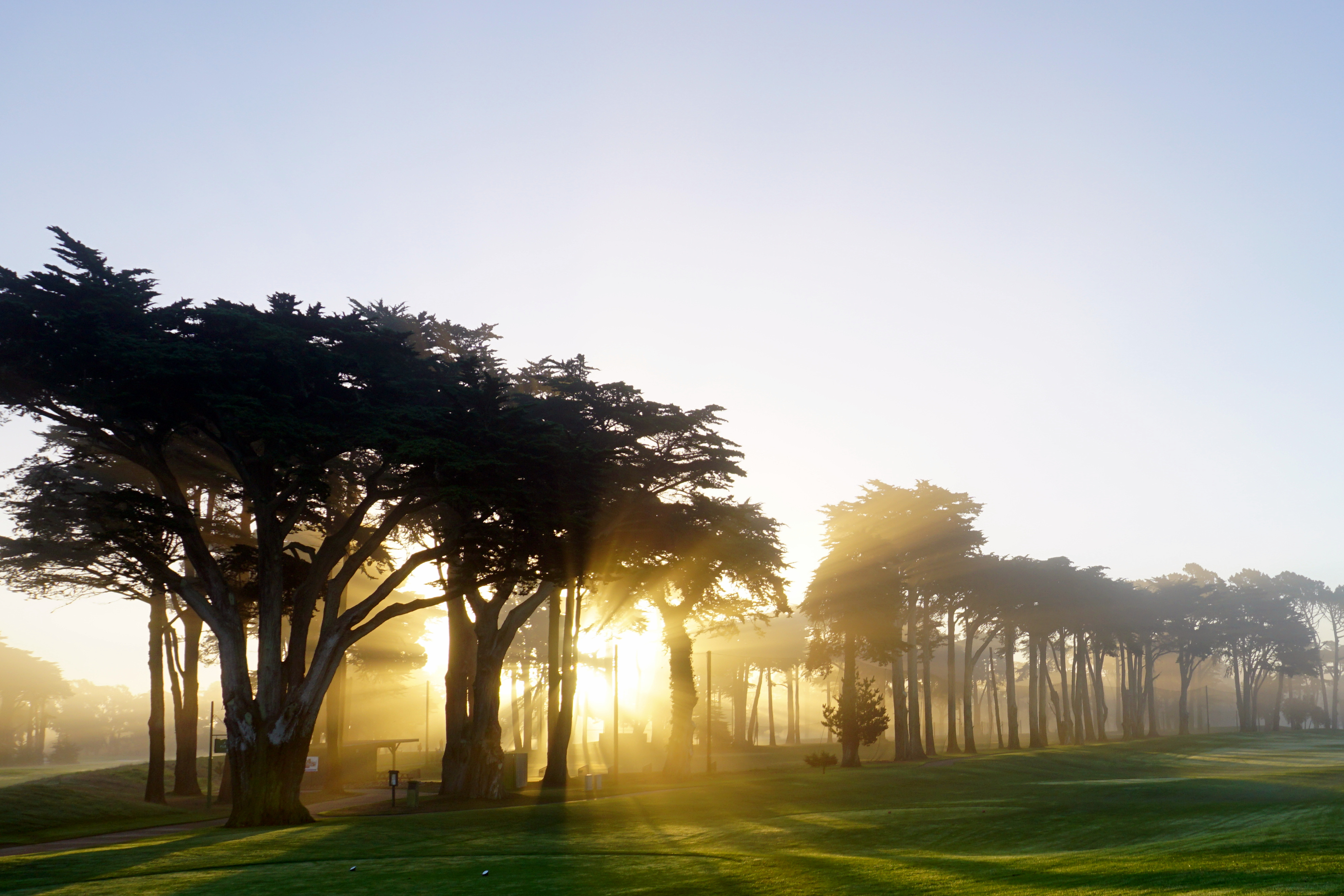 TPC Harding Park golf course in San Francisco, fairway lined by cypress trees. Photo by Tinou Bao from San Francisco, USA, via Wikimedia Commons, licensed CC BY 2.0 (Creative Commons Attribution 2.0 Generic). Source: https://commons.wikimedia.org/wiki/File:TPC_Harding_Park_(15519586065).jpg
