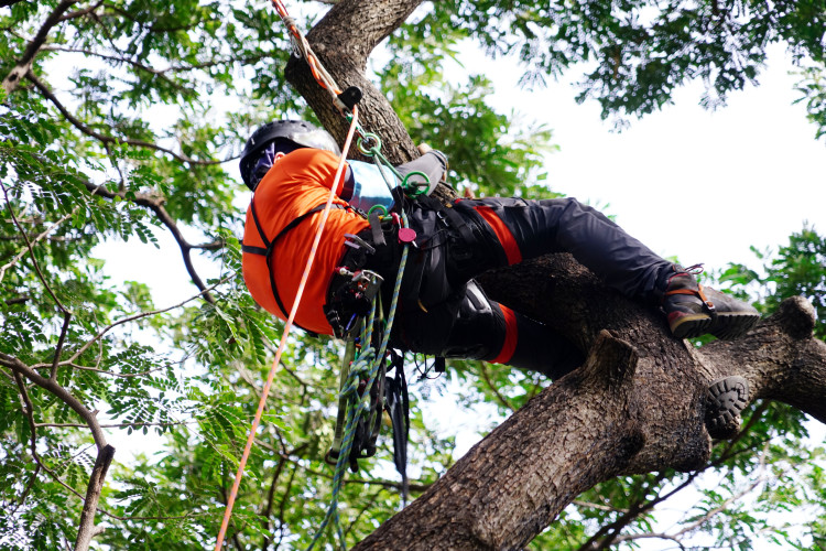 tree surgery