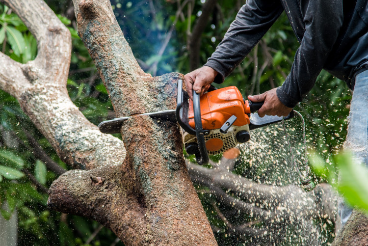 tree surgery