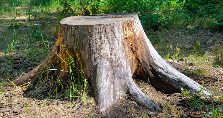 tree surgery