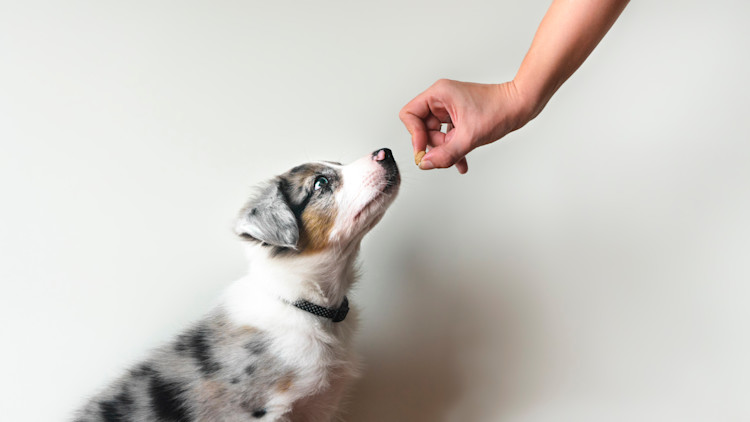 Puppy being trained