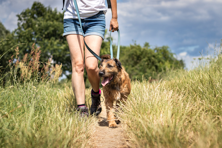 Woman walking dog