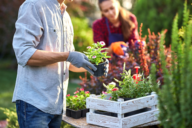 Man gardening