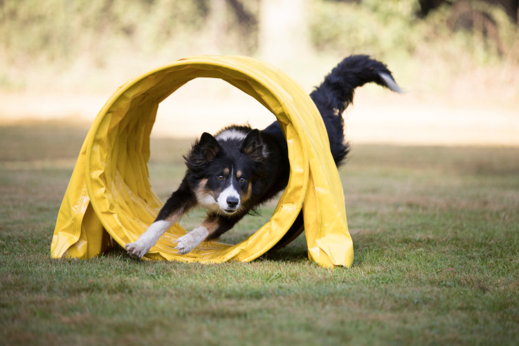 Agility dog training