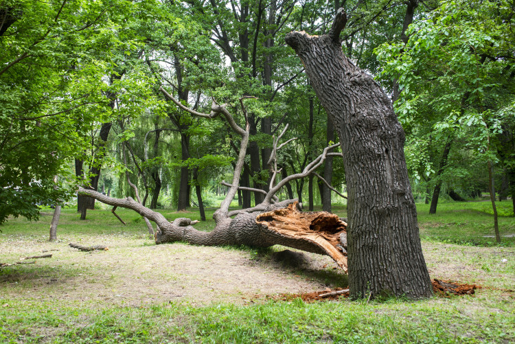 Tree Surgery