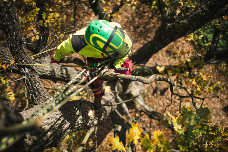 tree surgery