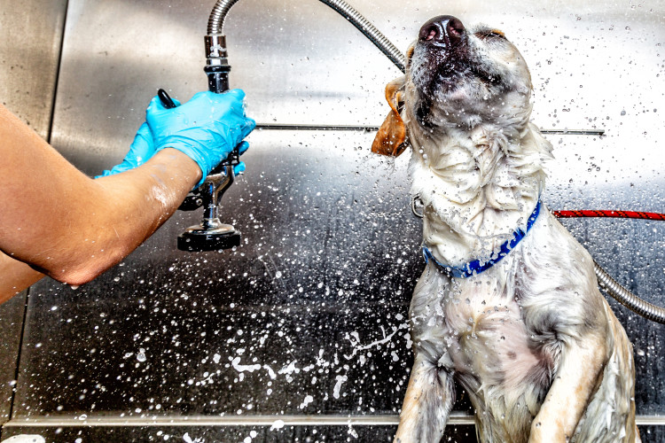 dog grooming