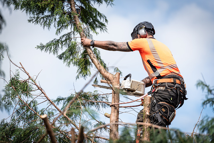 tree surgery