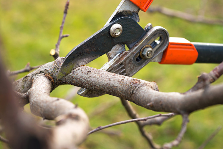 tree surgery