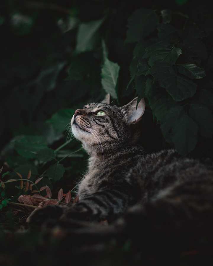 a-beautiful-cat Image by <a href="https://pixabay.com/users/theorsna-32929242/?utm_source=link-attribution&utm_medium=referral&utm_campaign=image&utm_content=7737618">Marko</a> from <a href="https://pixabay.com//?utm_source=link-attribution&utm_medium=referral&utm_campaign=image&utm_content=7737618">Pixabay</a>