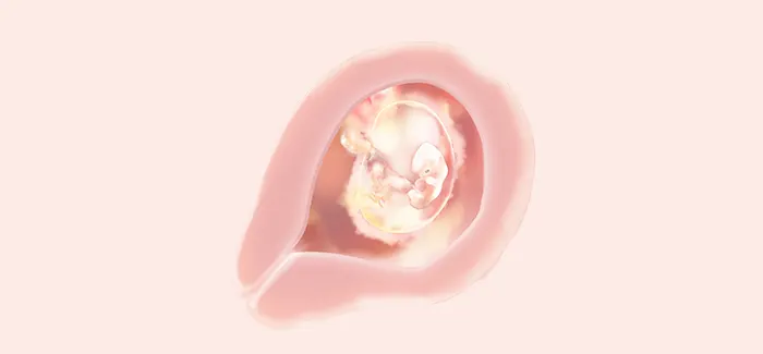 embryoimage-week06-700
