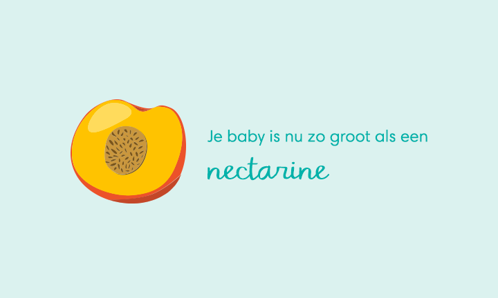 baby size of nectarine week 14