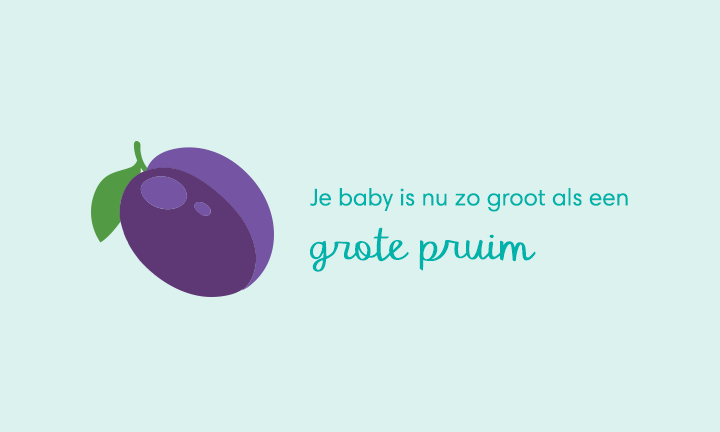 baby size of large plum week 13