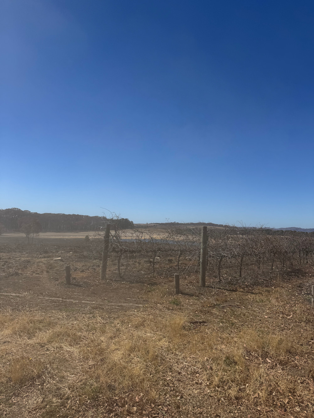 Before the bushfires, this was all vine rows and green growth. Now it’s the bones of a vineyard.
