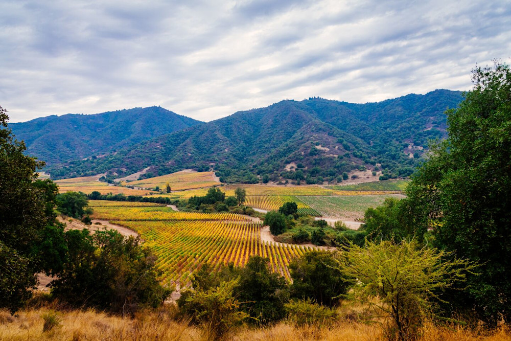 Chile’s got a thing for valleys. Colchagua, Casablanca, Maipo, Maule… if there’s a dip in the land, they've probably planted vines in it. Sun above, breeze below, and Bordeaux grapes living their best life.
