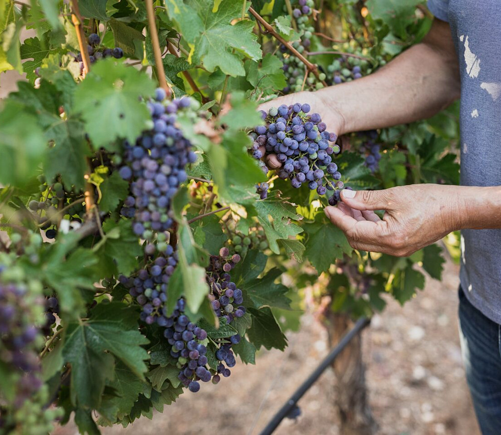 A close up of grapes in a vineyard