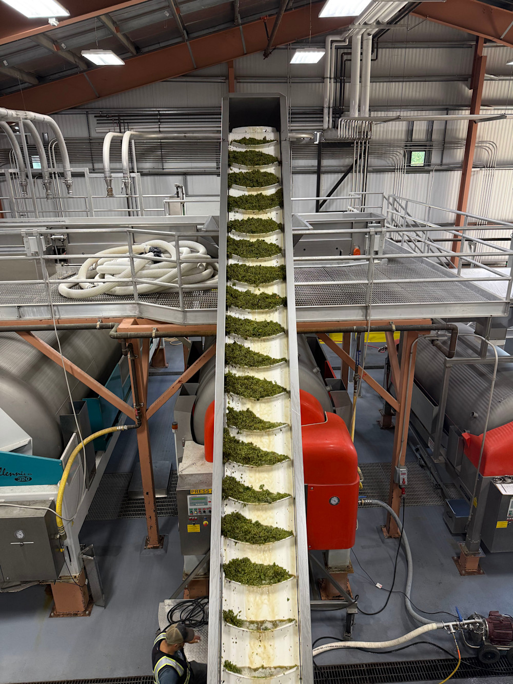 Stairway to wine heaven – the first grapes of harvest
