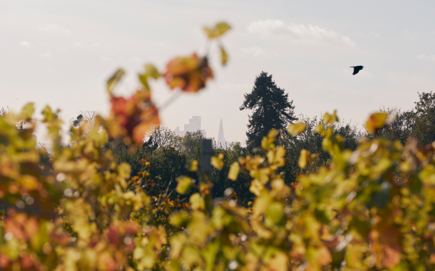 UK - Forty Hall Landscape