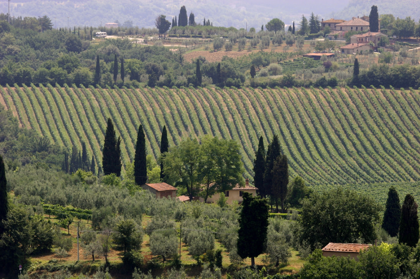 Vineyard near San Gimignano, in Tuscany