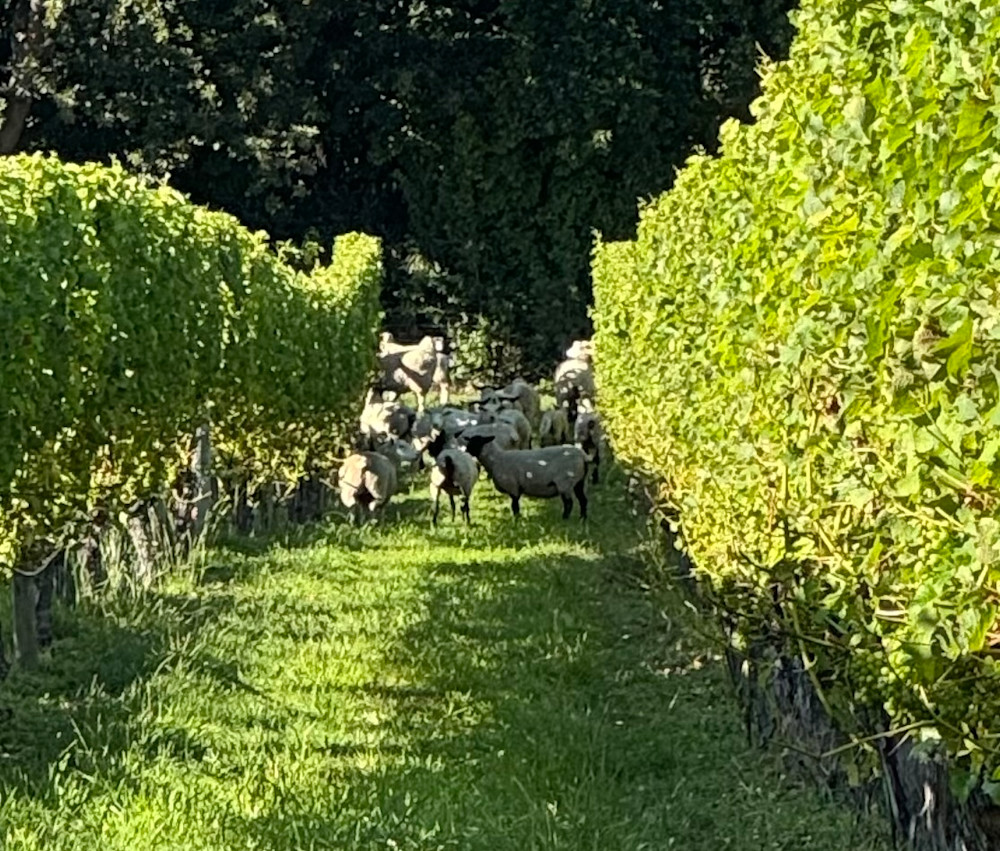 Ben’s vineyard crew: woolly, efficient, and very motivated by snacks. Brilliant organic winemaking in action.
