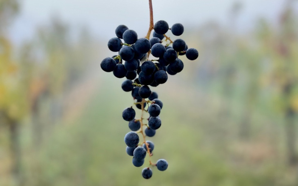 Pinot Noir grapes at the vineyard