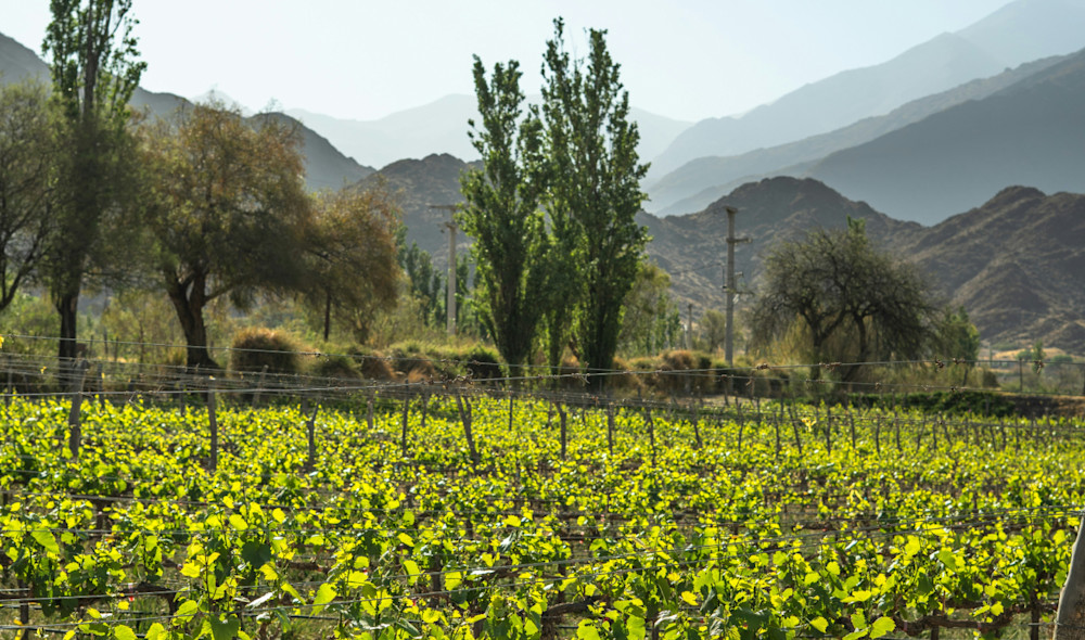 Vineyard next to the Andean mountains in Cachi, Salta Province, Argentina.