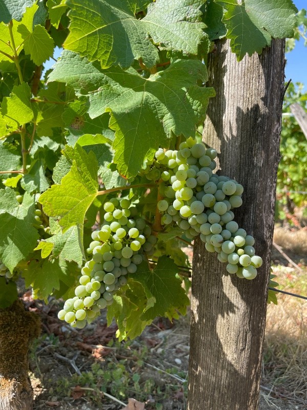 Photographs by Joost and Miguela Villebois of vineyards and grapes in the Loire Valley before harvest 2026 