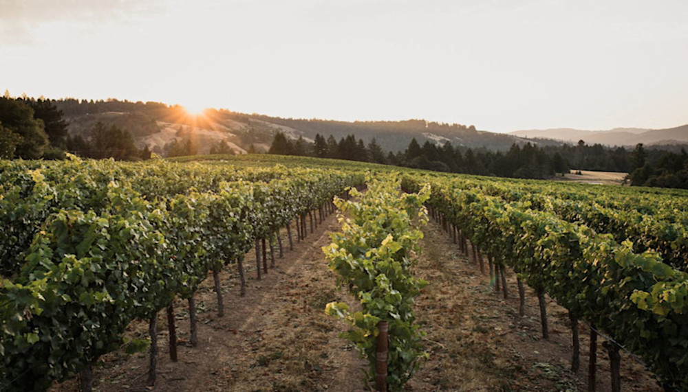 The stunning Californian sunset is the perfect backdrop for winemakers to work their magic and produce a delicious white wine.