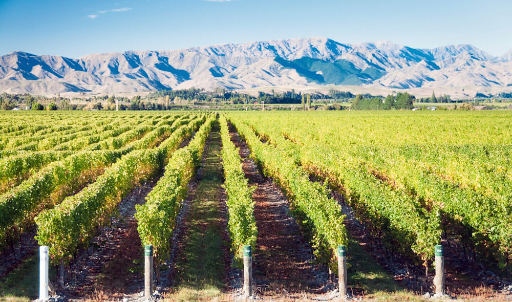 Summer vines in New Zealand's famous Marlborough Wine Region.