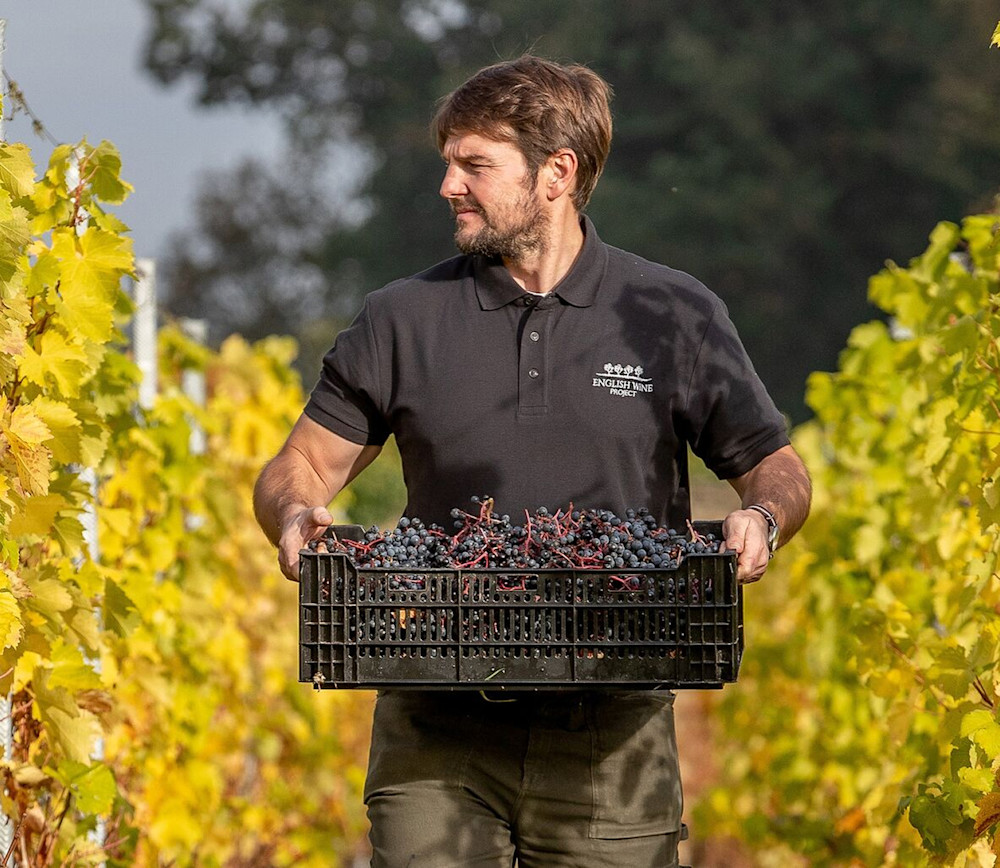 A man carrying a crate of grapes in a vineyard