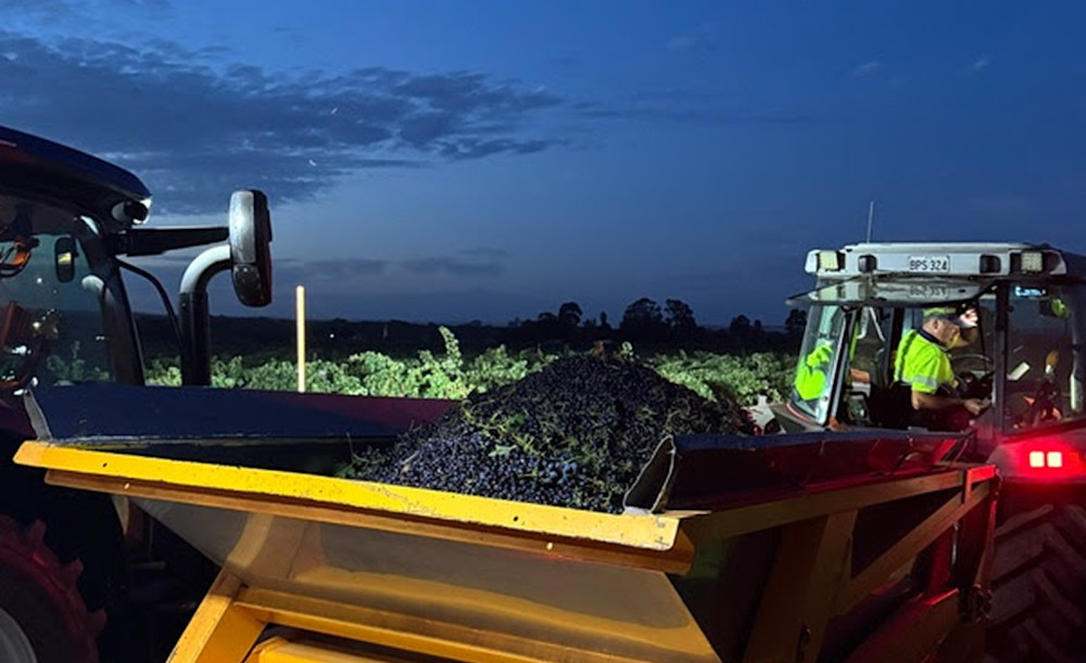 Caroline Dunn picked the exceptional looking Shiraz from the Kurtz vineyard at Light Pass in the Barossa Valley, that’s destined for her Black Shiraz.