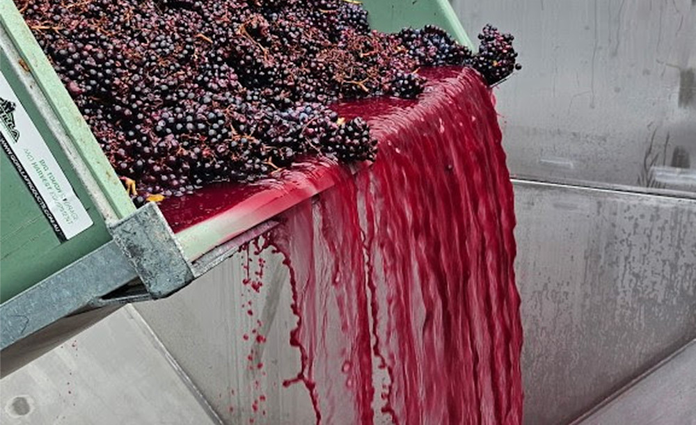 Kate Day and Nina Stocker celebrate a busy, but equally rewarding vintage with all the grapes now in the winery. Here is a portion of the whole bunch Grenache being drained off to press.