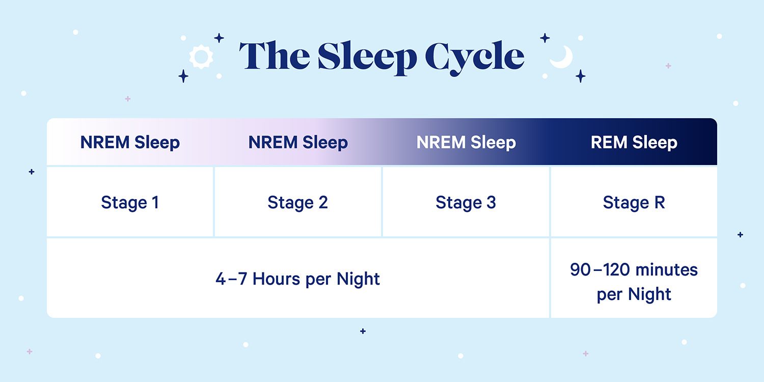 A graph showing the different sleep cycles: Stages 1-3: NREM Sleep, lasts around 4 to 7 hours per night. Stage R: REM Sleep, lasts 90-120 minutes per night.