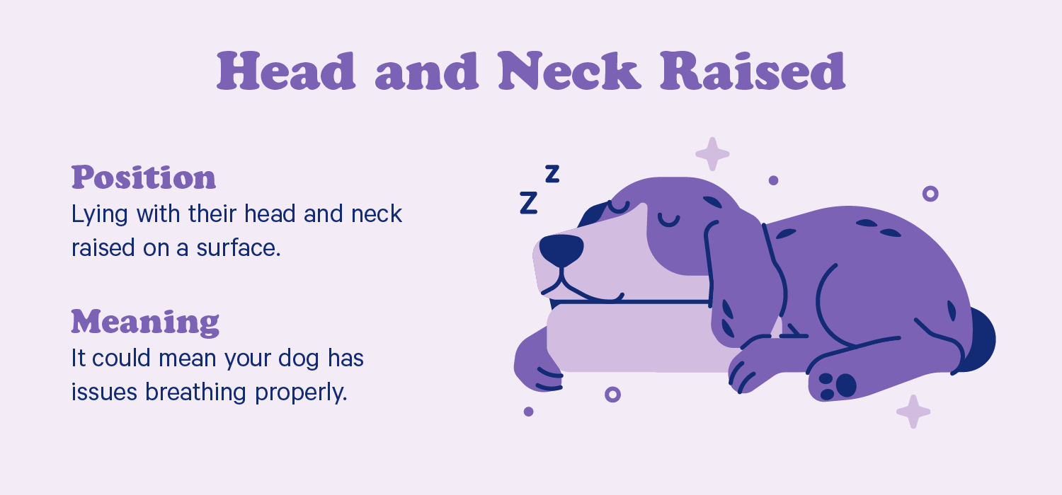 A dog sleeps with its head propped up on a pillow. Illustration.