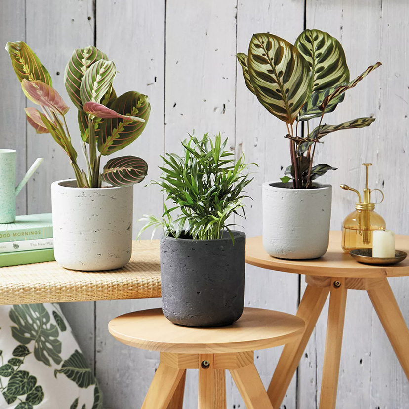 plants